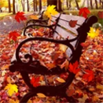 autumn live wallpaper android application logo